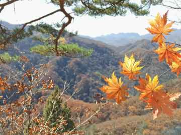 柳州市石碑坪最新消息，城市更新与文化传承的交响曲